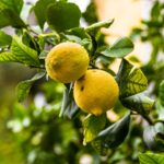 Fruits Lemons Lemon Tree Tree  - Fotografiejobs / Pixabay