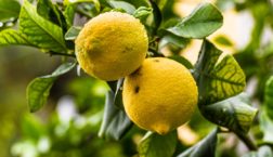 Fruits Lemons Lemon Tree Tree - Fotografiejobs / Pixabay
